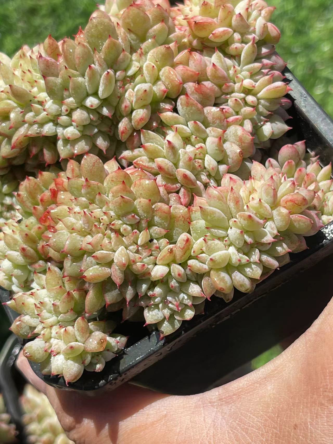 9#糖心女王缀化  云南精品多肉植物 精美盆栽 家居饰品9.9包邮