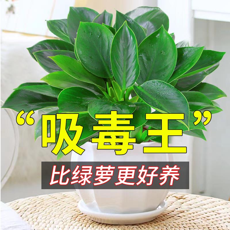 铂金钻盆栽绿萝箩花卉植物室内花水培绿植多肉好养发财树吸除甲醛