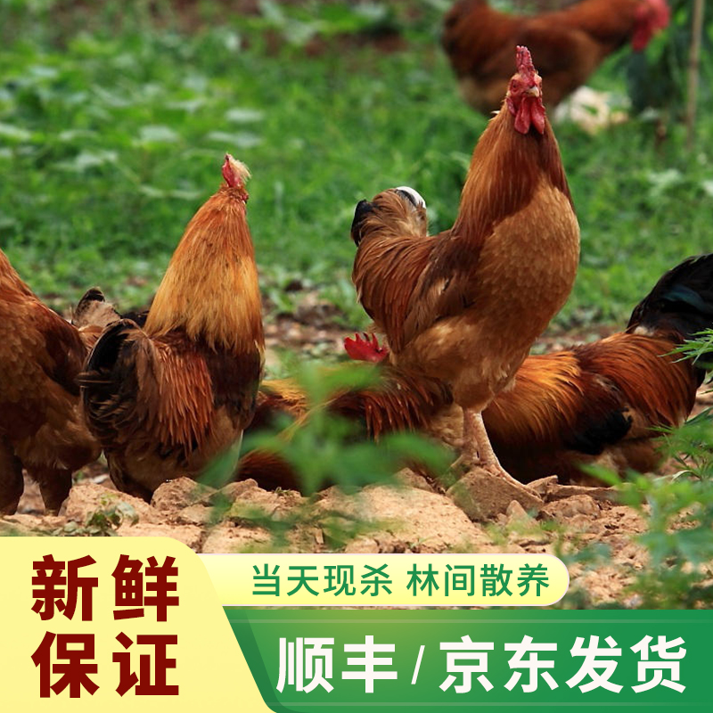【三只大公鸡】农家散养冷链紧实黄脚大公鸡共三只
