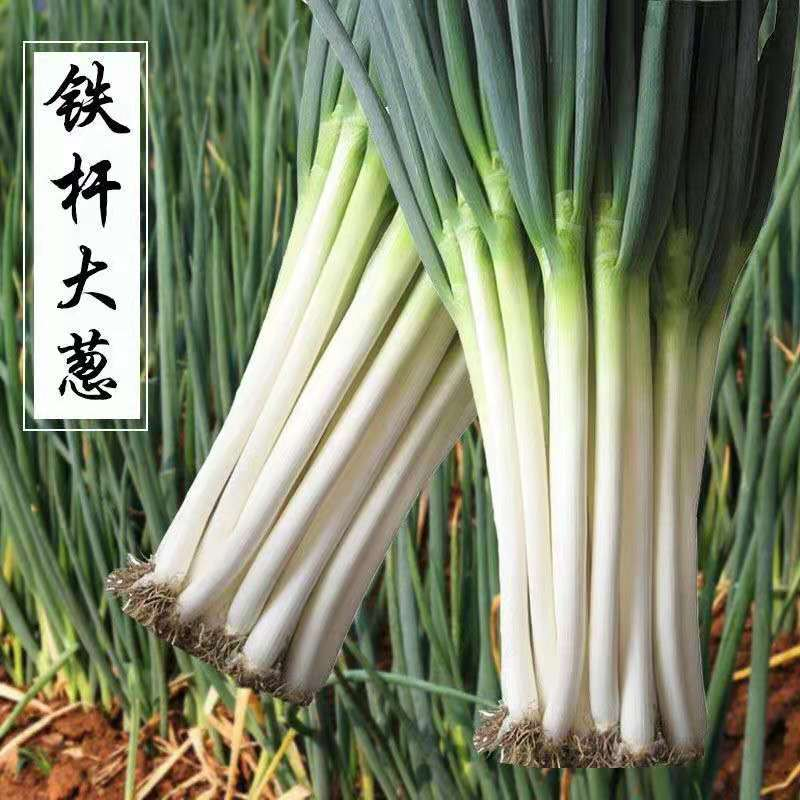 【满5包包邮】大葱种子山东章丘四季夏秋葱种子蔬菜种子香葱葱籽