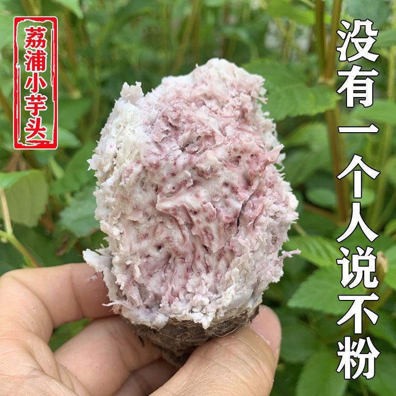 广西正宗荔浦小香芋新鲜小芋头仔毛芋艿当季槟榔芋粉香糯农家现挖