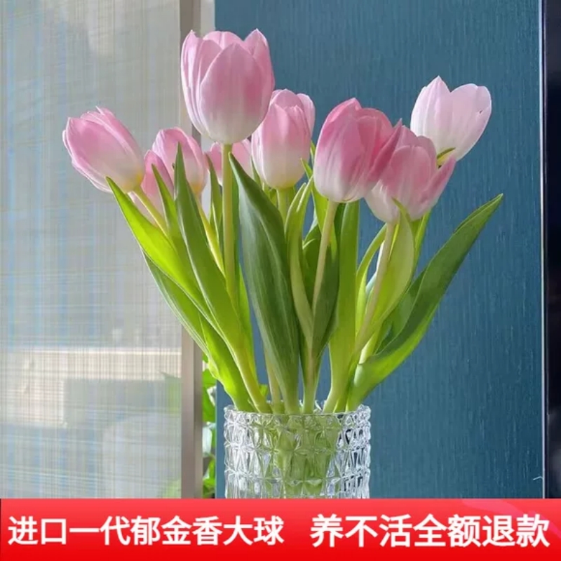 5颗郁金香种球水培花卉盆栽四季开花好养活室内带花苞苗带芽花种