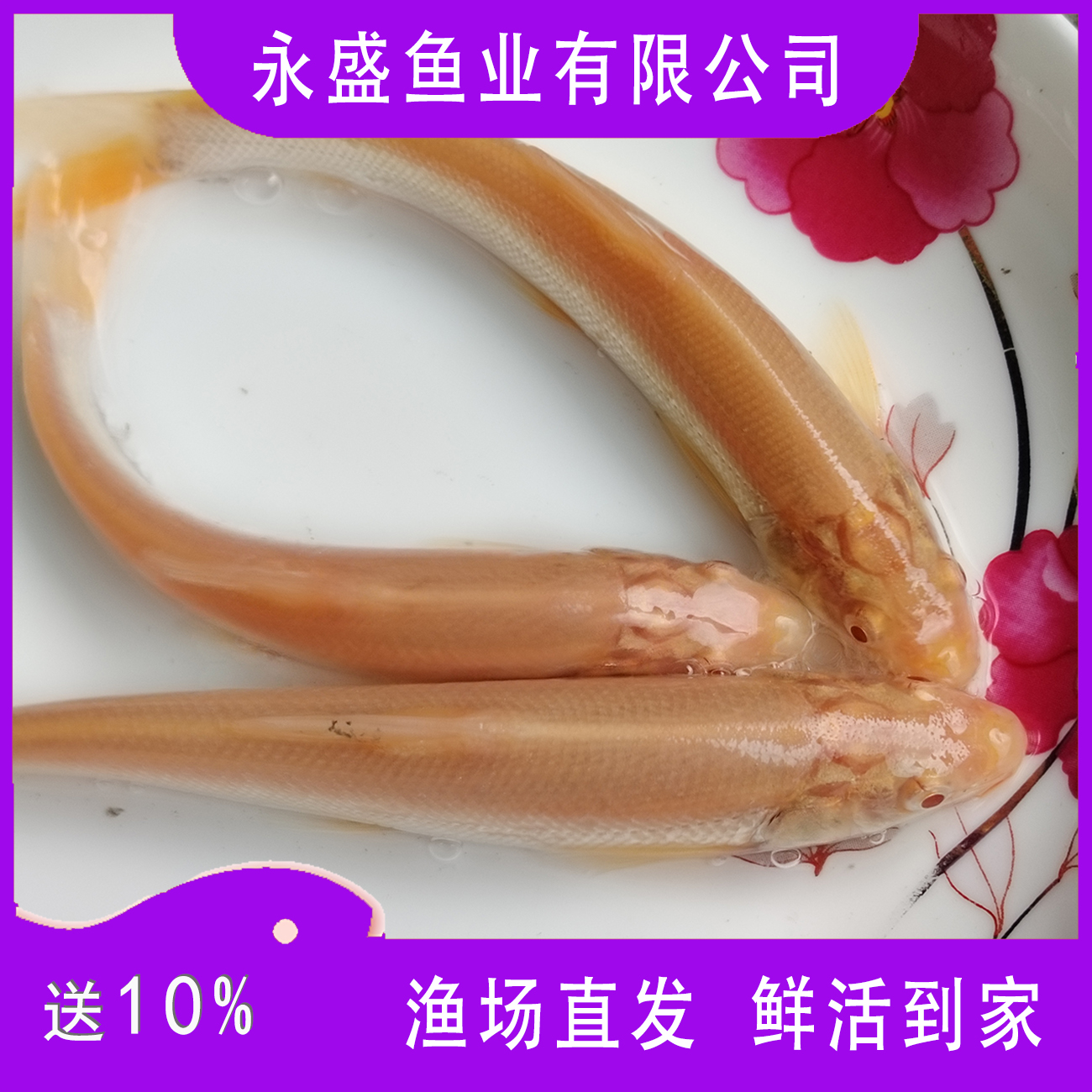 贵州黔东南优质鱼塘红眼银鳕鱼红色银鳕鱼渔场直供