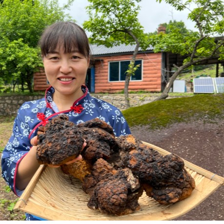 【山货·桦树茸】长白山 野生 白桦茸