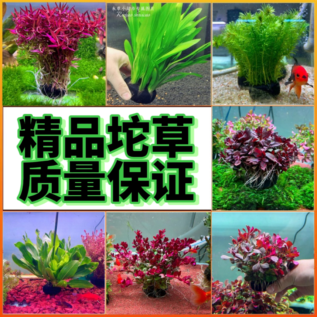 【买5送1】懒人坨草 无需种植 鱼缸造景 水草净化清澈新手养活营养