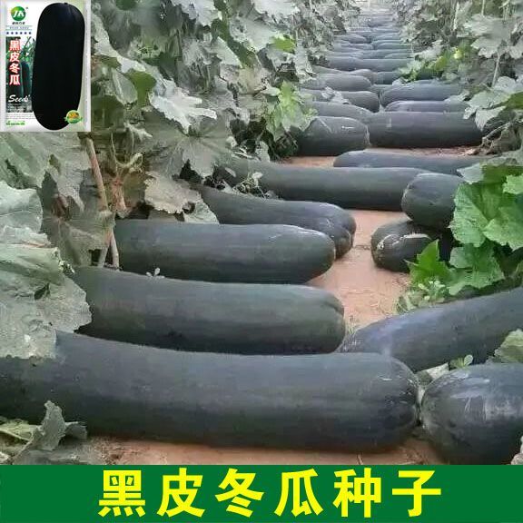 【苞出芽】黑皮冬瓜种子特大冬瓜种籽巨型杂交春夏秋四新手简单