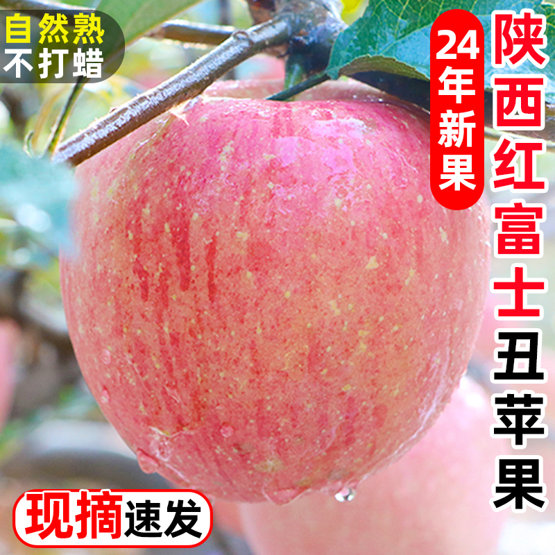 2024年陕西黄土高坡丑苹果红富士鲜脆甜多汁不抛光不打蜡产地直发