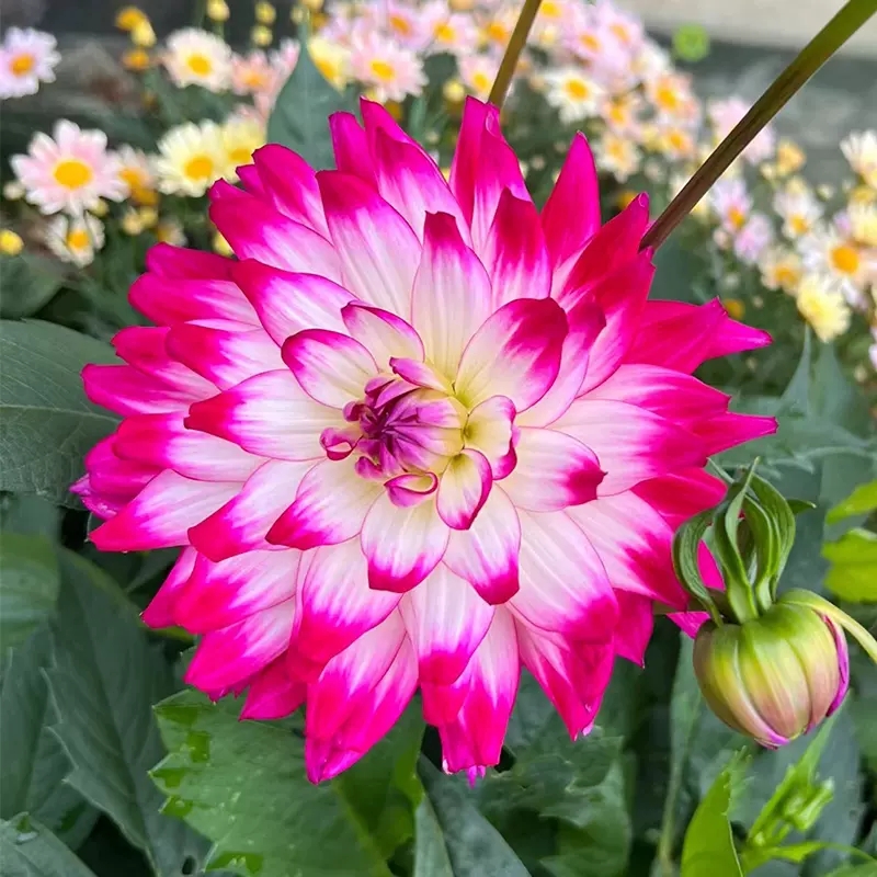 【大丽花】荷花四季开花带花苞青州基地直发鲜艳花开花香