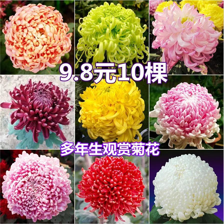 9.8元10棵大菊花苗四季开花多年生菊花盆栽室内庭院阳台花卉绿植