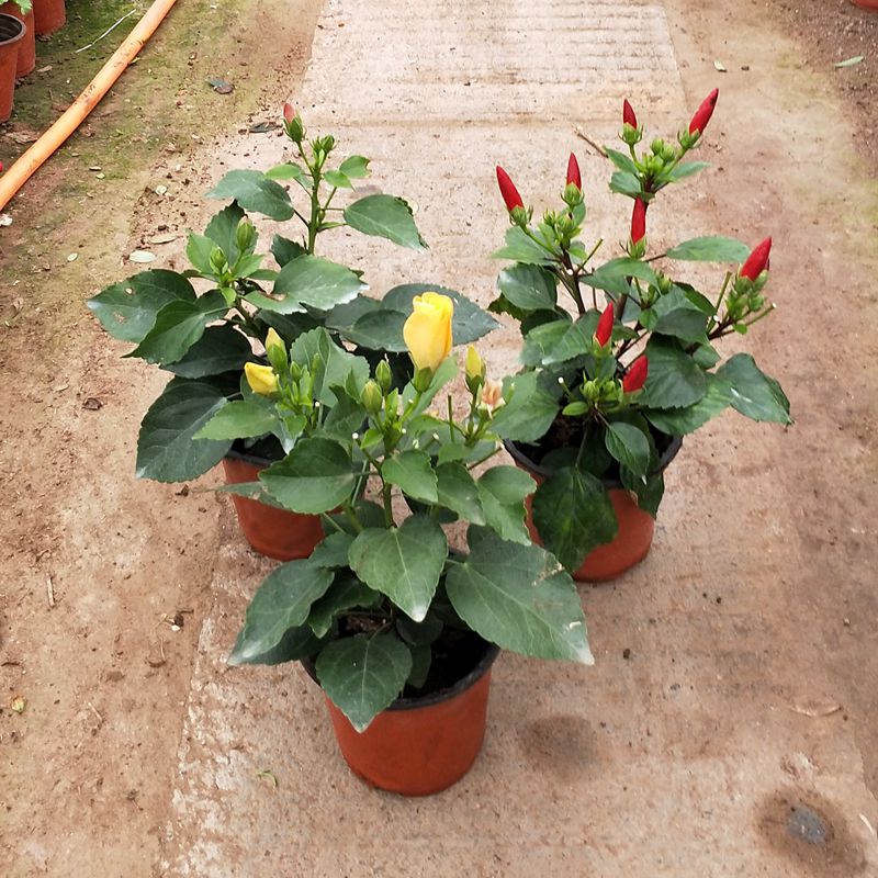 扶桑桑叶牡丹多花色带花发货大花重瓣室内庭院绿色花卉植物盆栽