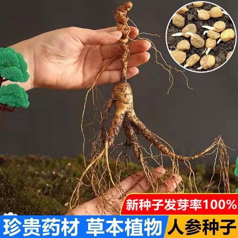长白山人参种子四季种盆栽东北西洋参种子人参长白山人参药材种子