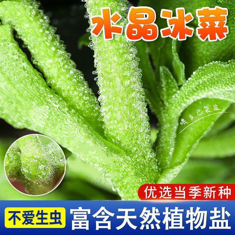 【新种】四季水晶冰菜种冰菜籽种冰草菜籽阳台稀有蔬菜野菜全国播种