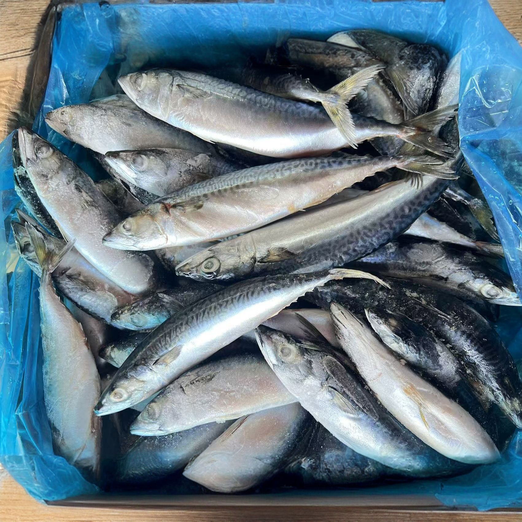 【日照发货】海捕  大青花鱼  鲭鱼花仙鱼鲐鲅鱼1至3条/斤