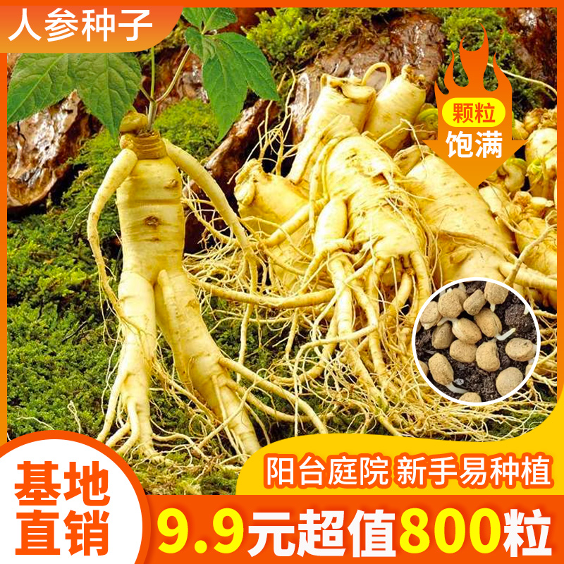 【9.9元800粒】长白山人参种子 人工种植 新手阳台小院均可种