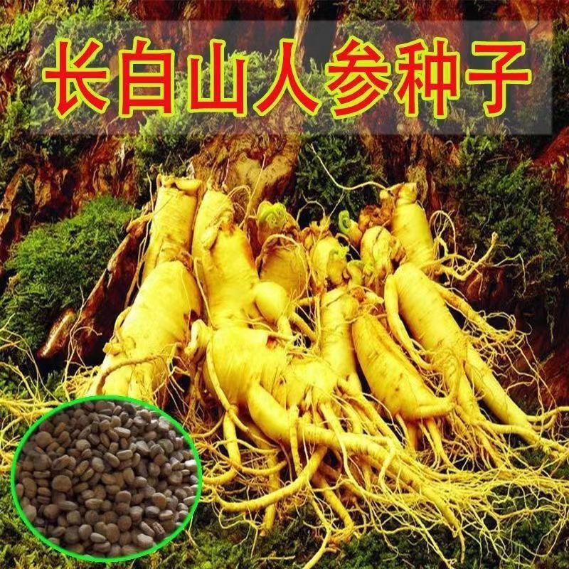长白山人参种子野生参种子四季易种易活室内观花盆栽种籽