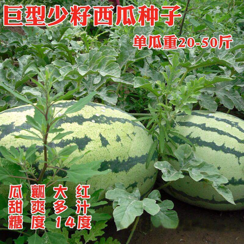 【罐装西瓜种子】高产甜早熟四季播特大无籽农科院特大水果西瓜籽