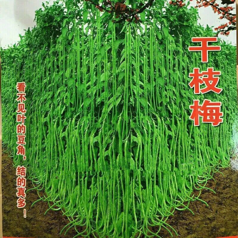 一米长豆角摘不败高产豇豆种子春秋庭院田园易种蔬菜四季豆种籽