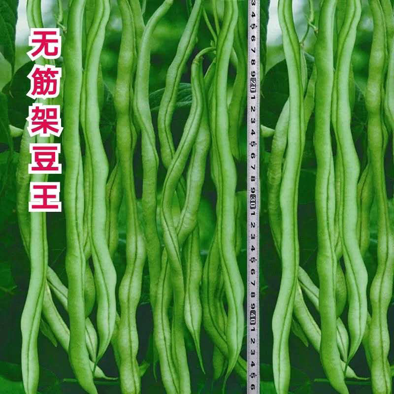 无筋豆豆种四季豆种孑泰国架豆王春秋高产长豆角种子爬藤种籽