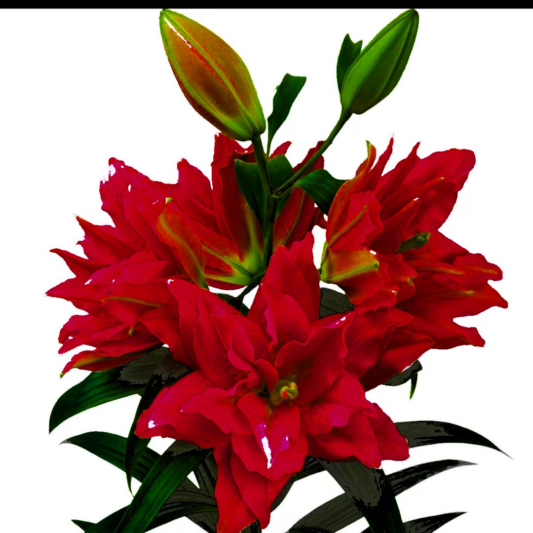 大花香水百合种球带芽四季种植耐寒盆栽地栽懒人好养易浓香型活