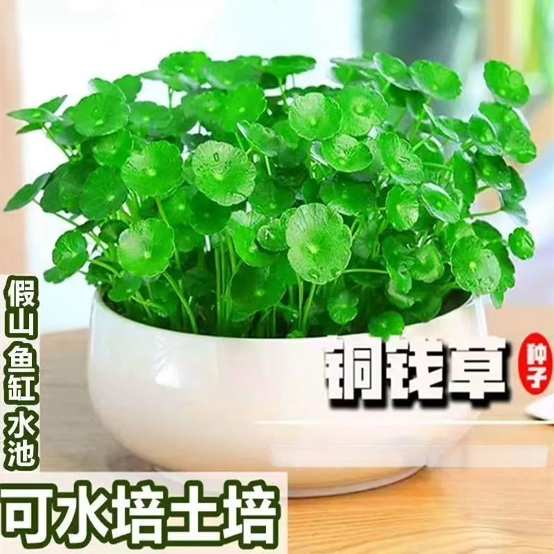 铜钱草金钱草水养种籽水培土培花种子级大号四季庭院阳台盆栽种