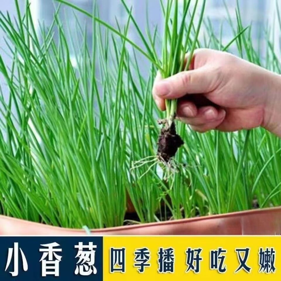 小香葱籽种子四季种小葱种子阳台室内盆栽葱种子家庭菜种子庭院