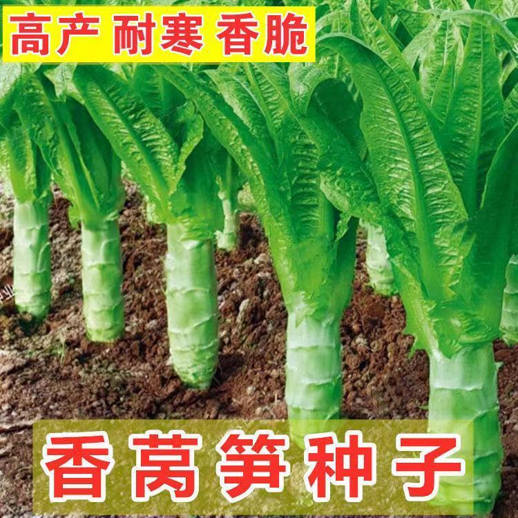 莴笋四季绿肉耐热耐寒高产尖叶红皮特大香莴笋脆嫩莴苣蔬菜种