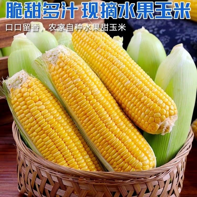 广西水果玉米横县原生态苞米新鲜高品质优质颗粒天然香甜饱满