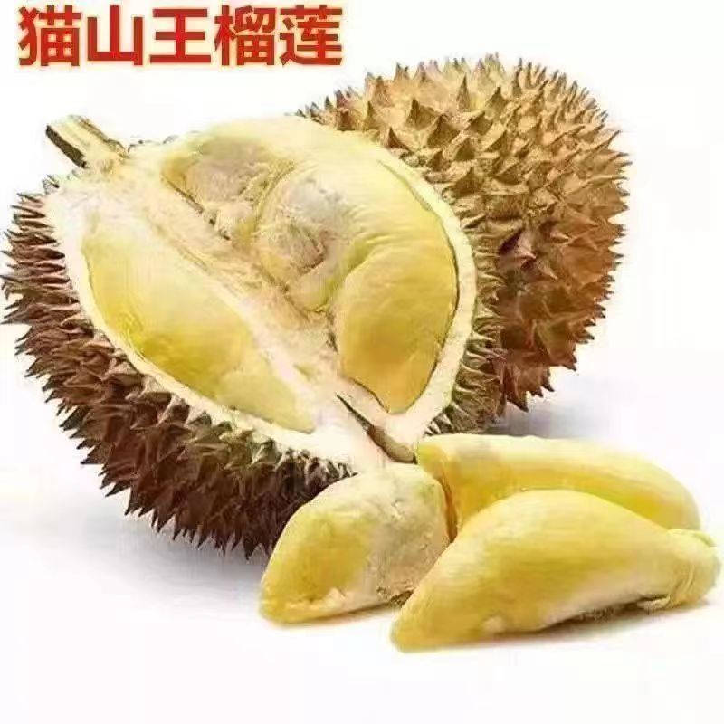 耐寒金枕榴莲果苗猫山王南方北方种植四季盆栽地栽当年结果果树苗
