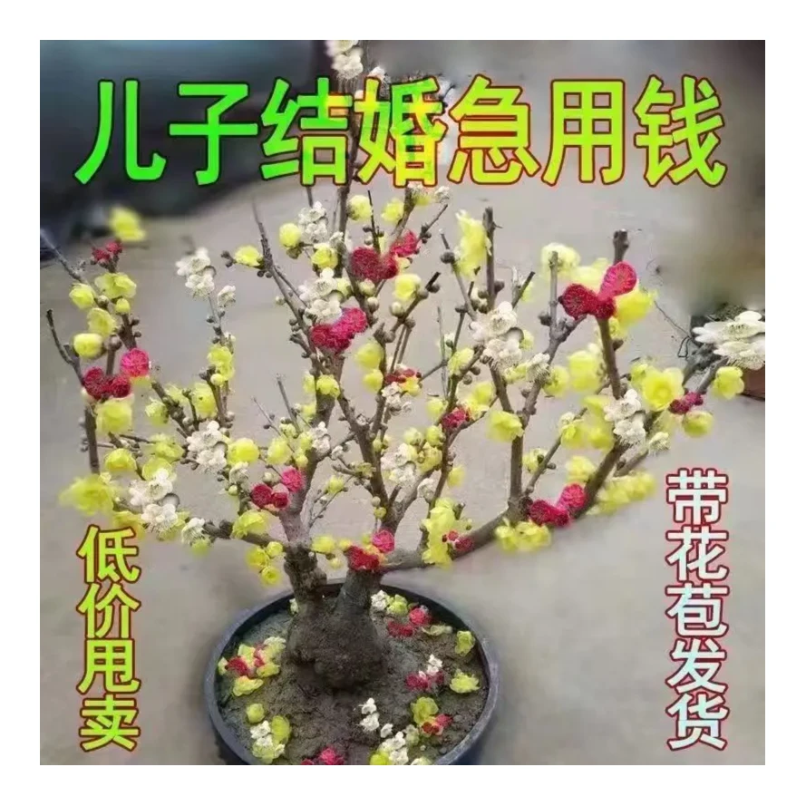 耐寒腊梅带花苞30天开花浓香梅花地栽树苗四季开花卉室外绿植花卉