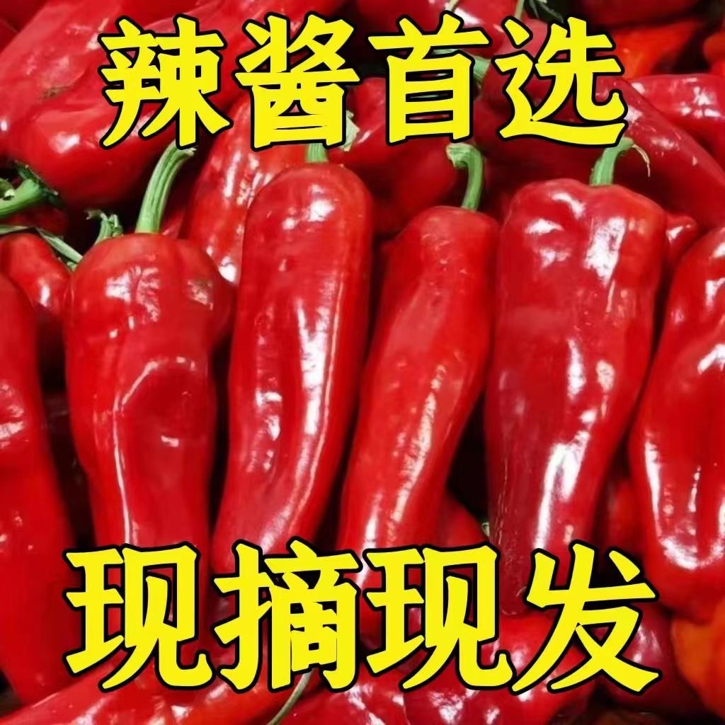 【大红袍】桐姐家新鲜辣椒现采摘芜湖特产红辣椒微辣5斤包邮