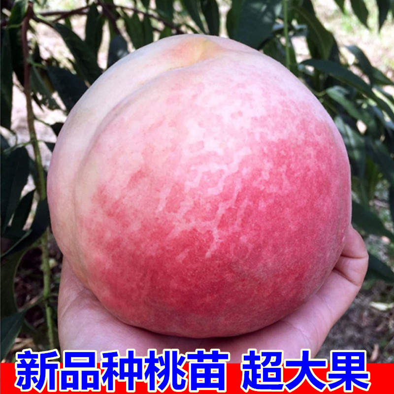 Z桃树果苗嫁接桃树苗水蜜桃树苗黄桃树苗当年结果南方北方种植树