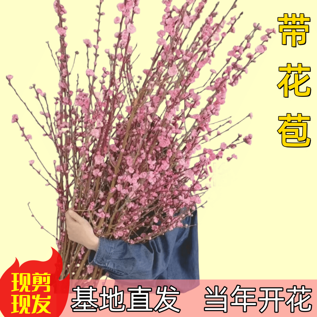 【新客福利】带花苞水培梅花鲜枝红梅粉梅遇水即活耐寒腊梅春节装饰