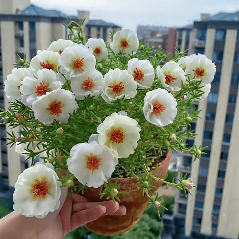 重瓣多层太阳花种子混色四季观花活七彩阳台盆栽花籽