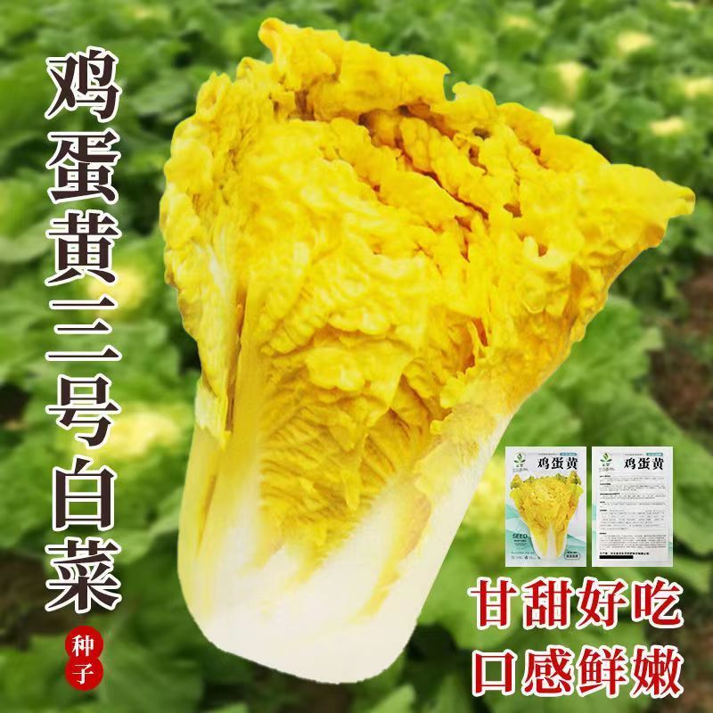 鸡蛋黄奶油大白菜种子真好吃黄心快菜籽农家田园夏秋四季播蔬菜子