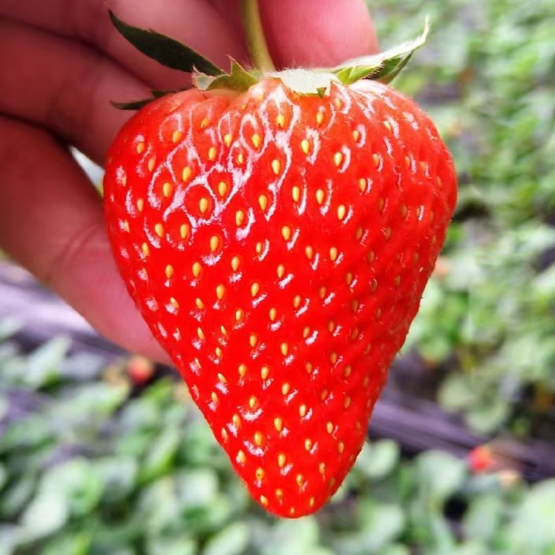 【明日达】（果王买1斤送1斤）头茬草莓现摘现发孕妇水果上海当天发【家庭装】