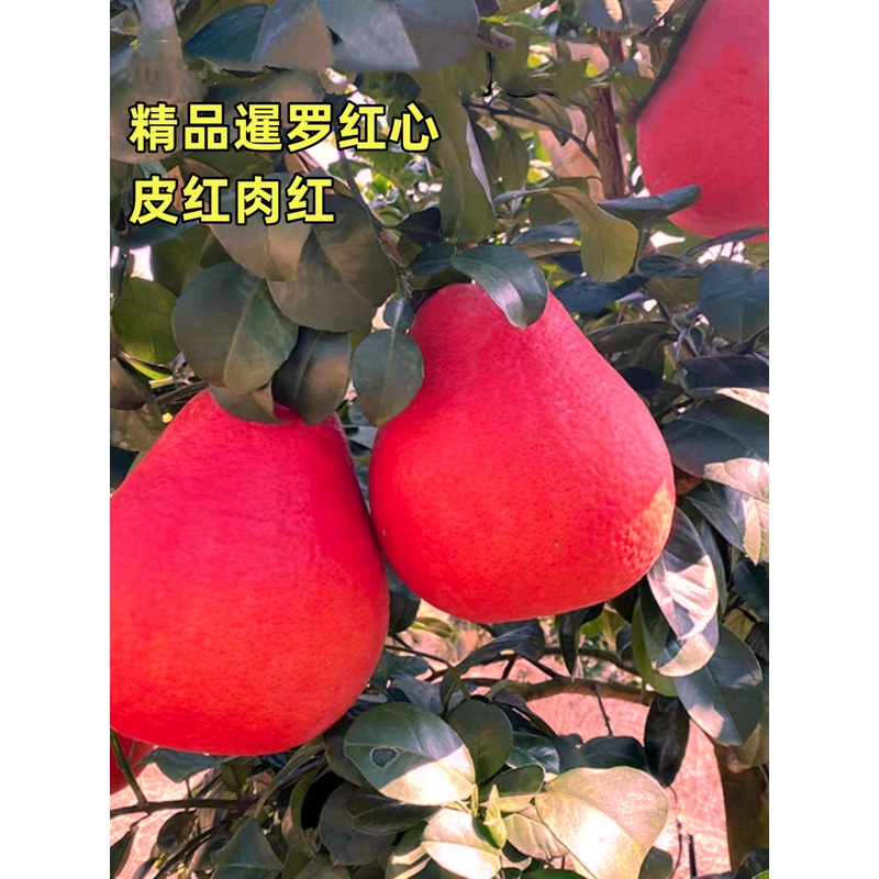 【带叶带泥浆保鲜发货】盆栽地栽南方北方种植耐寒抗旱盆景