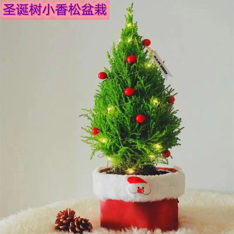 【小圣诞树】小香松桌面圣诞礼物装饰氛围感满满绿植