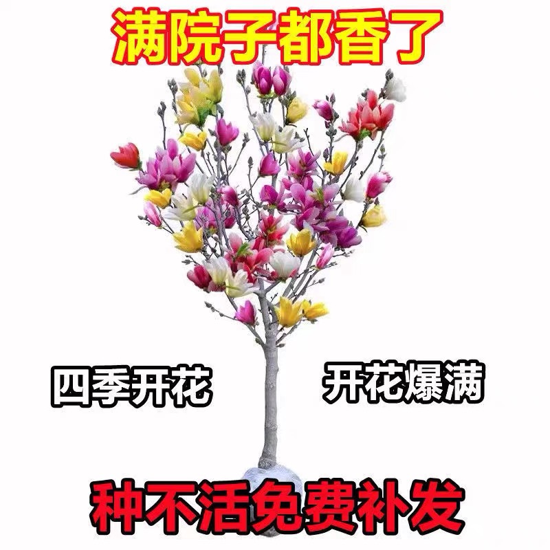 买一送一玉兰花树苗盆栽庭院四季开花红黄白紫玉兰树苗耐寒花园