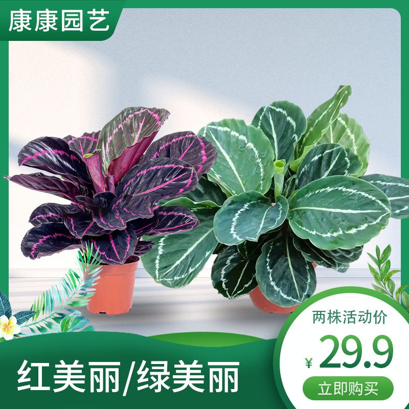 红美丽与绿美丽竹芋居家客厅绿植大盆竹芋好养净化空气吸甲醛观叶