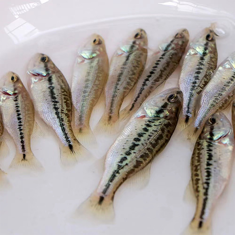 四川鲈鱼  一条3g左右   鲈鱼