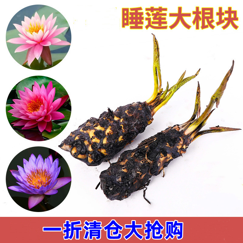 睡莲水培植物四季水养荷花水莲花盆栽花卉水池塘大睡莲根块带花苞
