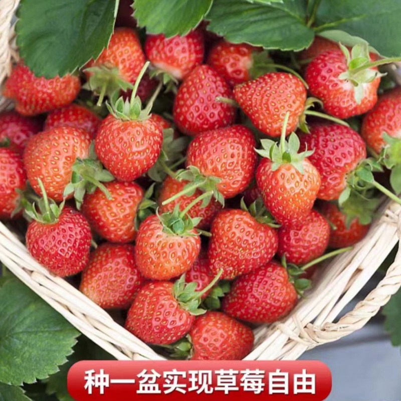 四季草莓苗奶油红颜草莓秧大棚种植草莓盆栽当年结果新苗带土果苗