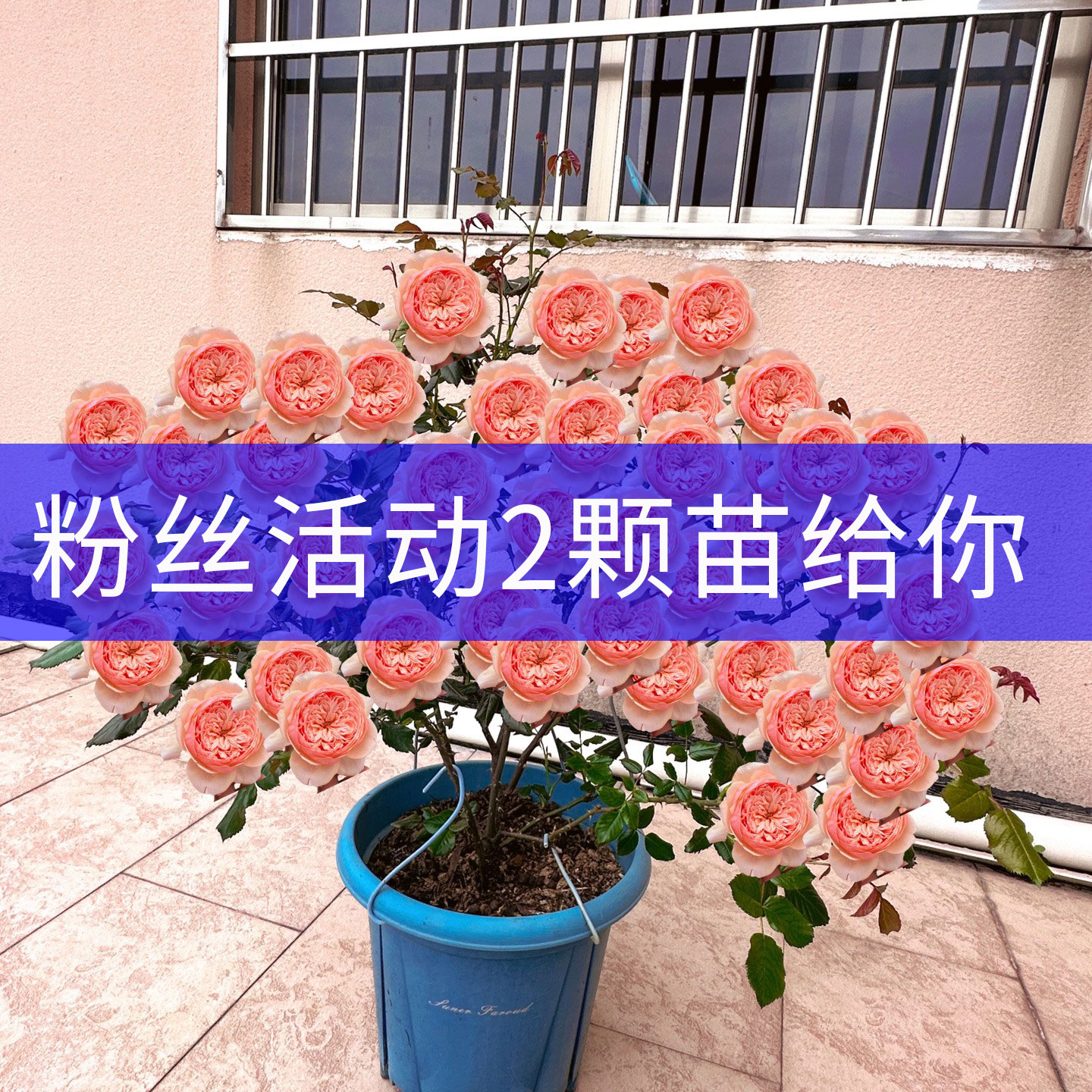 【直播粉丝活动】2颗小苗的花深粉色浓香盆栽四季开花