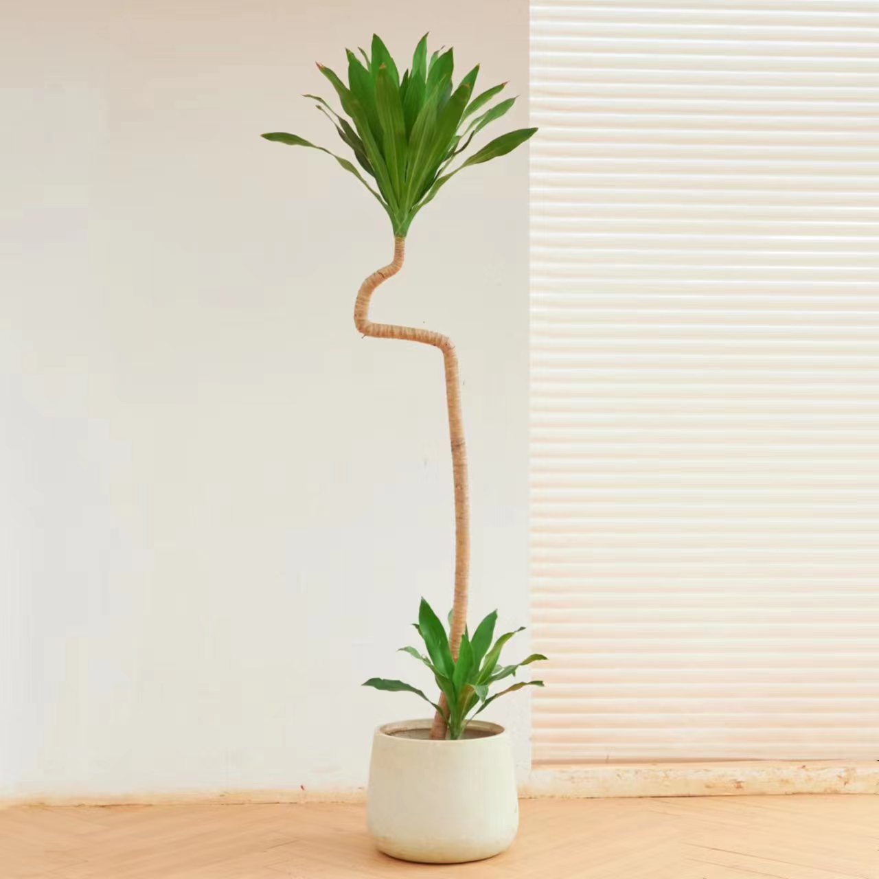 7字型荷花铁美人铁四季常青造型绿植室内盆栽耐阴植物前台美观