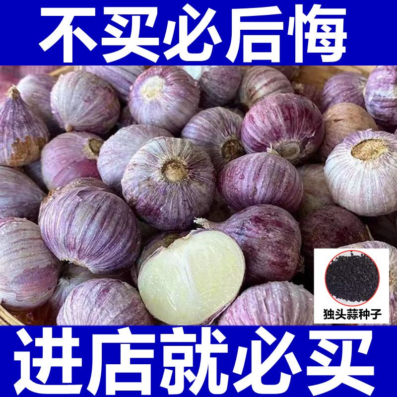 紫皮独头蒜云南独头蒜种籽圆头蒜种独头大蒜种子高产量南云独头蒜