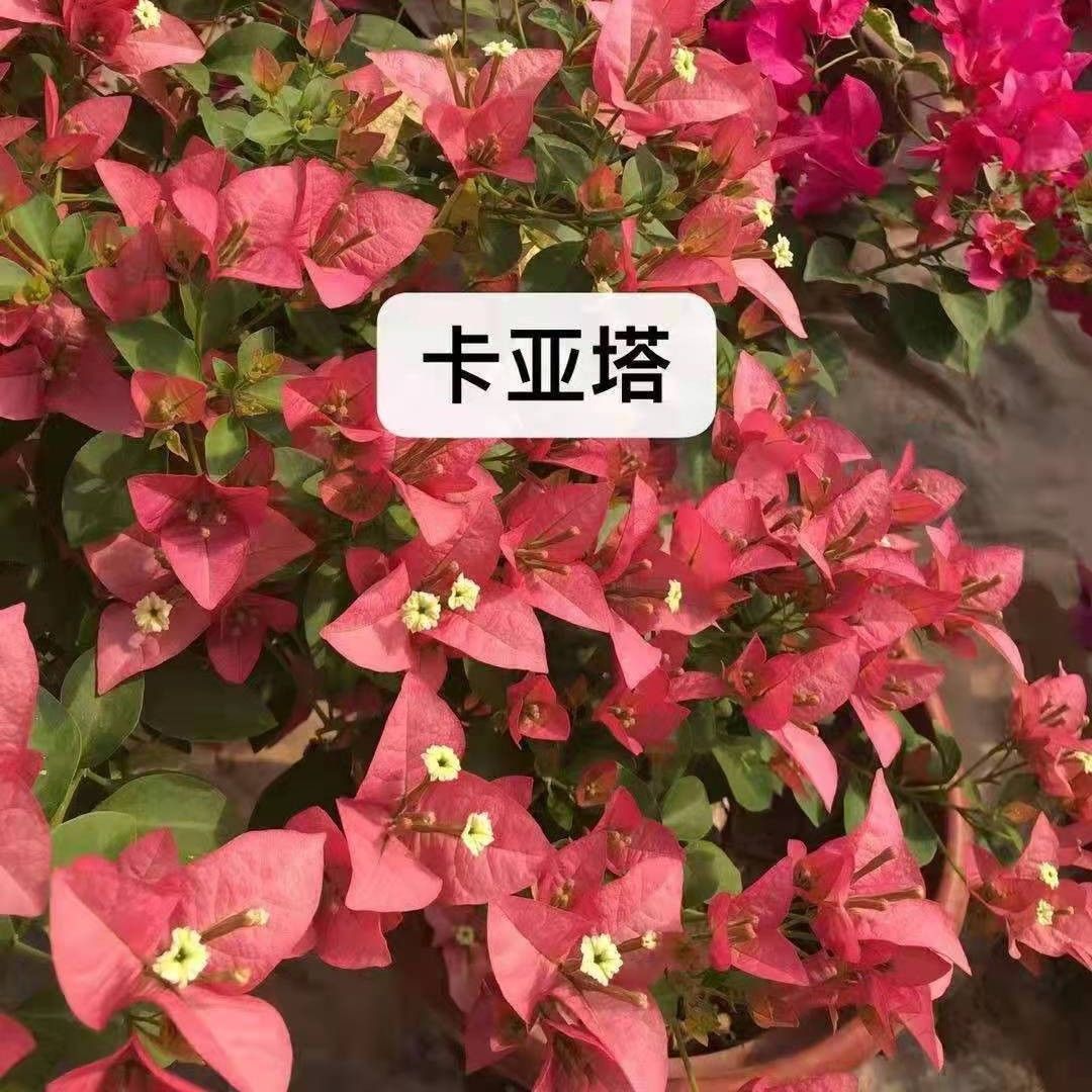 【卡娅塔1苗19.8米】三角梅四季勤花可爬藤可垂吊可飘枝倾城基地