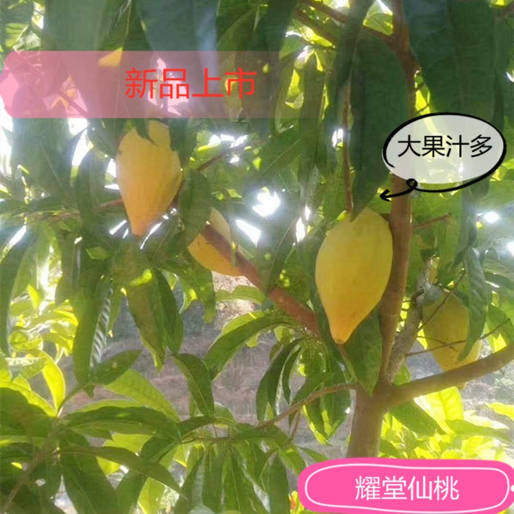 优惠正宗嫁接耀堂仙桃苗蛋黄鸡蛋果果树苗可盆栽四季结果广东发货
