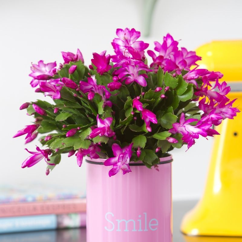 紫色蟹爪兰带花苞