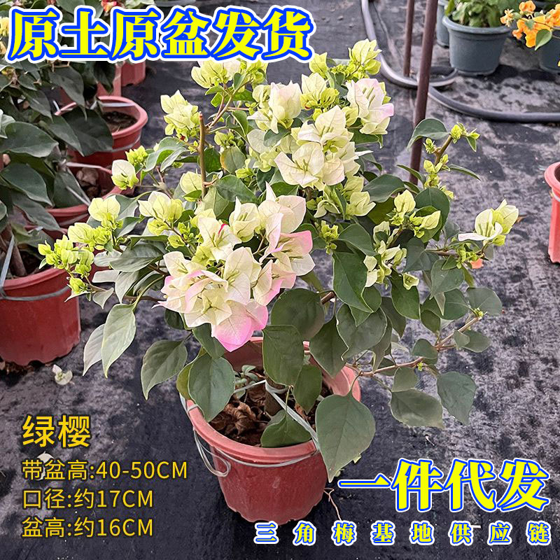 白色三角梅花卉绿植盆栽植物室内室外中国红老桩好养易活阳台开花