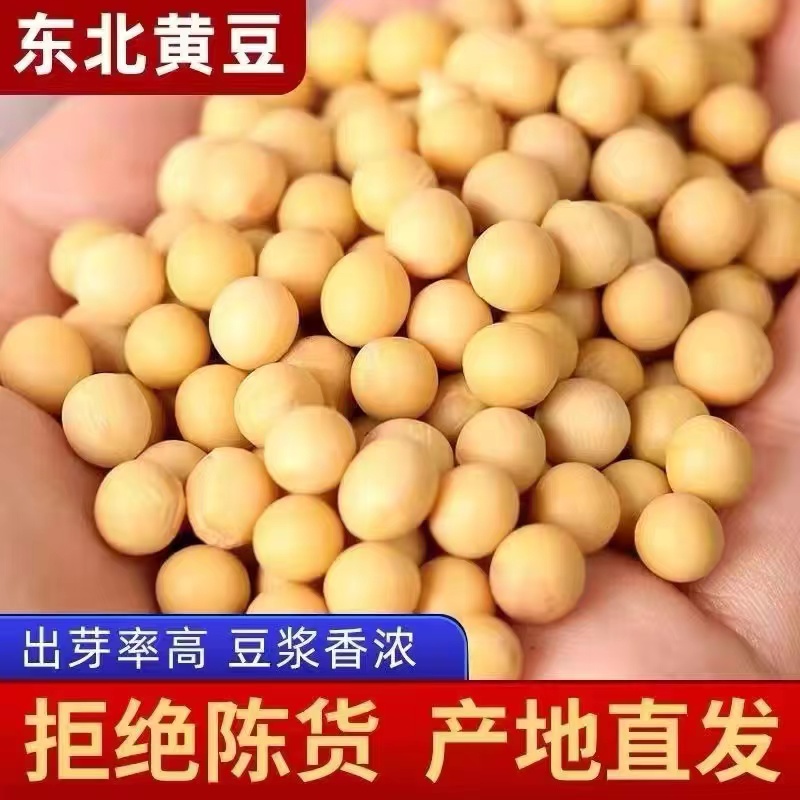 【中粮黄豆】东北黄豆5斤散装非转基因大豆打豆浆专用生发豆芽100g